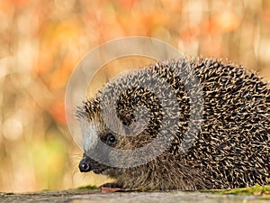 European hedgehog, Erinaceus europaeus in colorful autumn leaves looking in camera