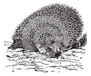 The European Hedgehog Erinaceus europaeus or  Common hedgehog vintage engraving