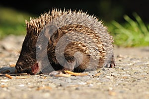 European hedgehog (Erinaceus europaeus) photo