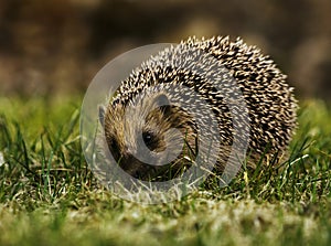 European hedgehog (Erinaceus europaeus) feeding in the garden