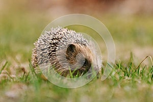 European hedgehog (Erinaceus europaeus) feeding in the garden