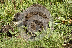 European Hedgehog, erinaceus europaeus, Female with Babies, Normandy