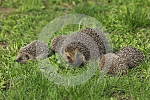 European Hedgehog, erinaceus europaeus, Female with Babies, Normandy in France