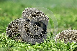 European Hedgehog, erinaceus europaeus, Female with Baby, Normandy in France