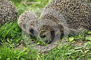 European Hedgehog, erinaceus europaeus, Female with Baby, Normandy in France