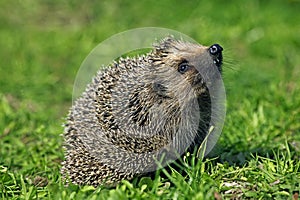 European Hedgehog, erinaceus europaeus, Female smelling, Normandy in France