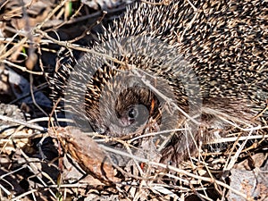 European hedgehog (Erinaceus europaeus) with focus on face and eye in spring awaken after winter.