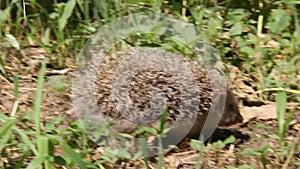 European Hedgehog Erinaceus europaeus foraging in garden.