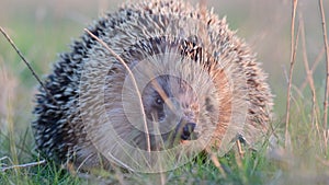 European hedgehog, Erinaceus europaeus on a green meadow