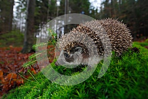European Hedgehog, Erinaceus europaeus, on a green moss at the forest, photo with wide angle