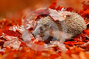European Hedgehog, Erinaceus europaeus, on a green moss at the forest, photo with wide angle. Hedgehog in dark wood, autumn image.