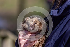 European hedgehog, Erinaceus europaeus, held by a carer