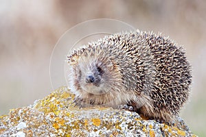 European hedgehog, Erinaceus europaeus in its natural habitat