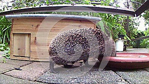European hedgehog Erinaceus europaeus looking for food
