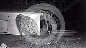 European hedgehog Erinaceus europaeus looking for food