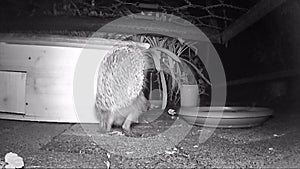 European hedgehog Erinaceus europaeus looking for food