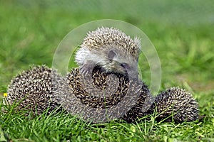 EUROPEAN HEDGEHOG erinaceus europaeus, MOTHER CURLED UP WITH YOUNG ON ITS BACK