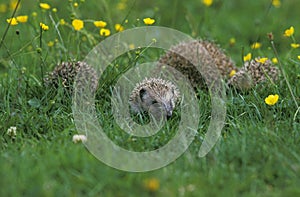 European Hedgehog, erinaceus europaeus, Mother with Youngs, Normandy