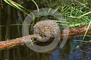 European Hedgehog, erinaceus europaeus, Normandy