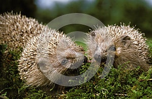 European Hedgehog, erinaceus europaeus, Normandy