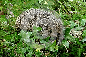 European Hedgehog, erinaceus europaeus, Normandy