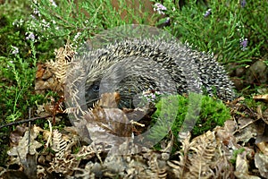 European Hedgehog, erinaceus europaeus, Normandy