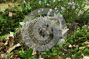 European Hedgehog, erinaceus europaeus, Normandy