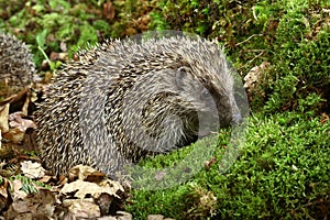 European Hedgehog, erinaceus europaeus, Normandy