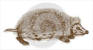 European hedgehog erinaceus europaeus in profile view