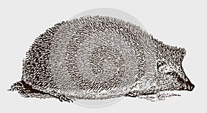 European hedgehog erinaceus europaeus in side view