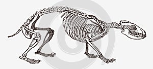 European hedgehog erinaceus europaeus skeleton in profile view