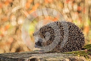 European hedgehog, Erinaceus europaeus with soft colorful autumn leaves in the background