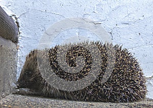 A European Hedgehog Erinaceus europaeus in Suffolk