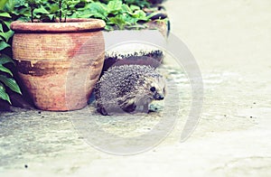 European hedgehog Erinaceus europaeus walking on the sidewalk in the yard near a clay pot with garden plants