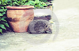 European hedgehog Erinaceus europaeus walking on the sidewalk in the yard near a clay pot with garden plants