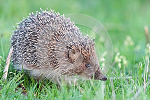 European Hedgehog Erinaceus europaeus in the wild