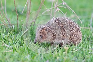 European Hedgehog Erinaceus europaeus in the wild