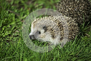 EUROPEAN HEDGEHOG erinaceus europaeus, YOUNG STANDING ON GRASS