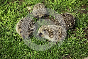 EUROPEAN HEDGEHOG erinaceus europaeus, YOUNGS