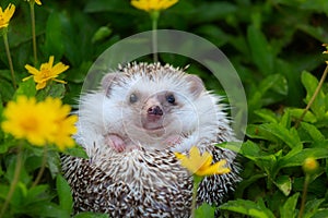 European Hedgehog playing at the flower garden, very pretty face photo