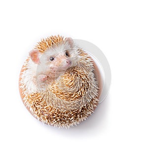 European Hedgehog on white background.