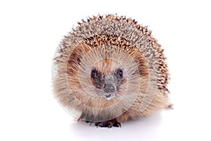 European hedgehog on white background photo