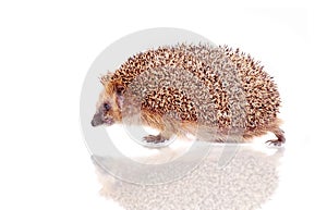 European hedgehog on white background photo