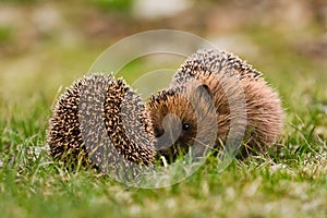 European hedgehogs (Erinaceus europaeus) fighting in the garden