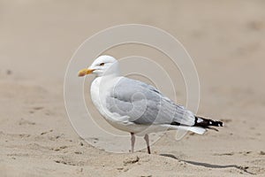 A european hering gull at the beach. photo