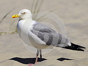 European Herring Gull