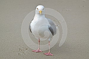 European herring gull