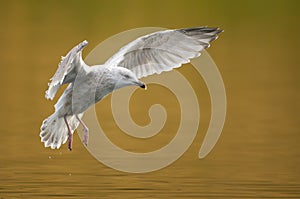 The European Herring Gull