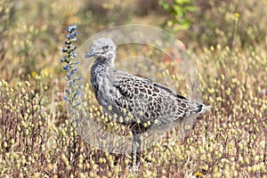 lesser black-backed gull
