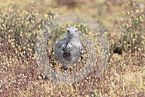 lesser black-backed gull